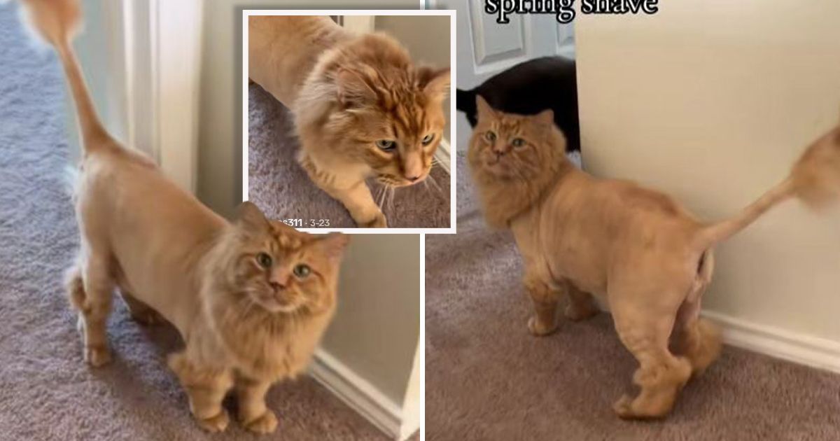 Mario Visited the Barber: Shaved Orange Cat Became a Lion, Pay Attention to His Mane and Tail!