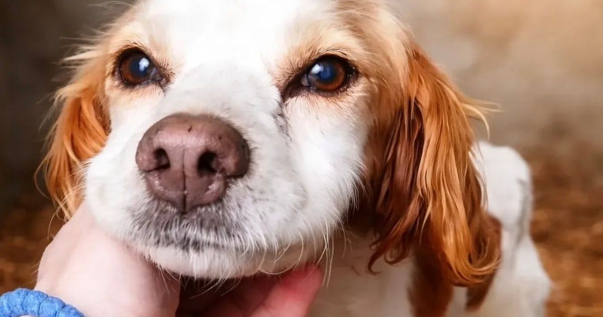 Gorka sudbina epanjel bretonke iz Pančeva: Ostavljena u azilu, neprestano traži miris onih koji su je ostavili