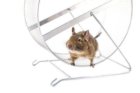 Degu