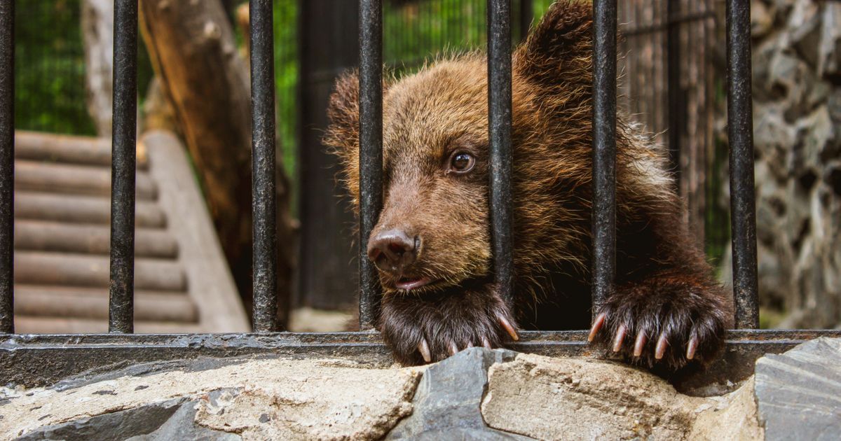 Lenjivci žive šest meseci posle selfija sa turistima: Šokantni podaci o okrutnoj dresuri divljih životinja