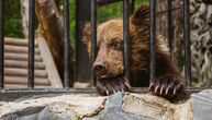 Lenjivci žive šest meseci posle selfija sa turistima: Šokantni podaci o okrutnoj dresuri divljih životinja