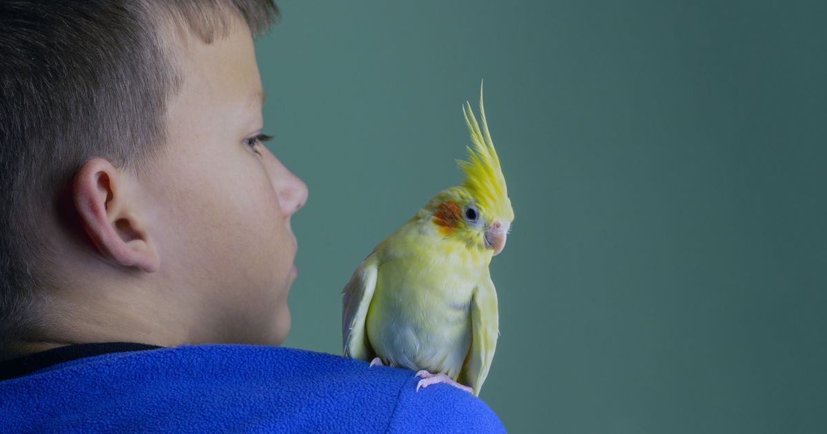 Istinite priče vlasnika: Beba stigla u kuću, PAPAGAJ shvatio da nipošto ne sme da galami, pa radio OVO
