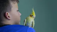 Istinite priče vlasnika: Beba stigla u kuću, PAPAGAJ shvatio da nipošto ne sme da galami, pa radio OVO