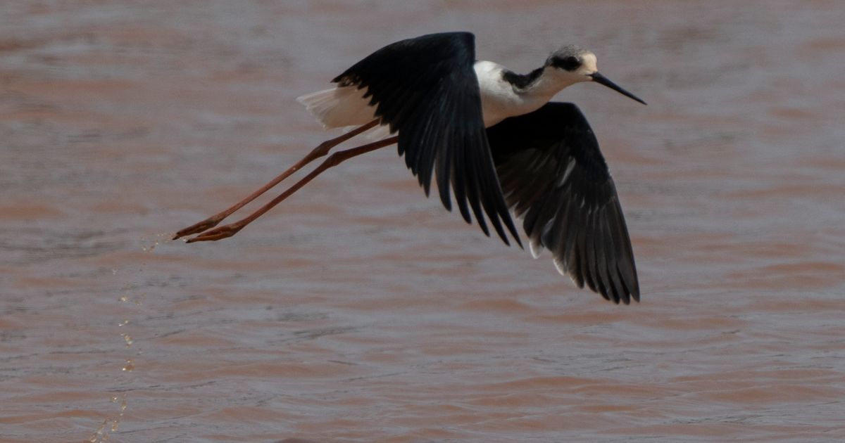 Naučnici raskrinkali mit star pola veka