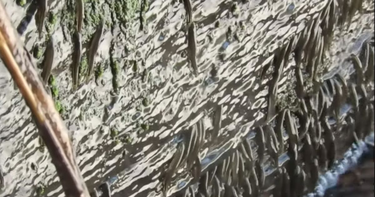 For the first time, fish seen climbing waterfalls in Africa: 'There are wonders beyond our imagination'