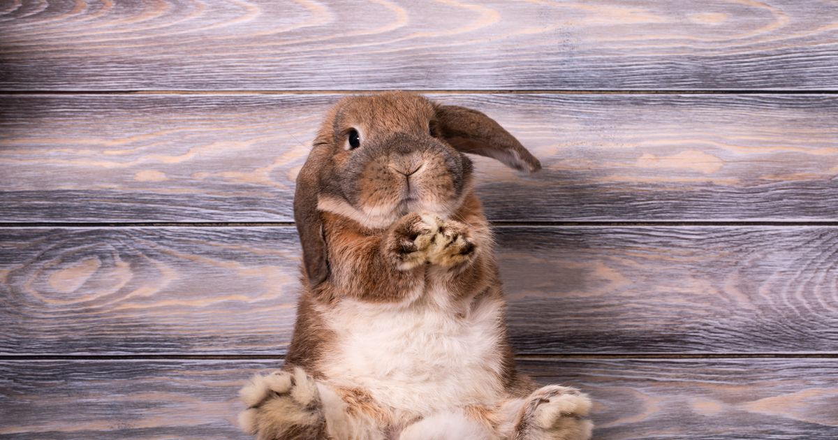 Kako da prepoznate kada je kunić srećan, a kada mu nije dobro: Šta otkrivaju 