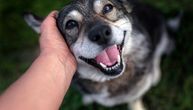 Više od istine: Evo zašto su ULIČNI PSI u manjim mestima SREĆNIJI od kućnih ljubimaca u gradovima
