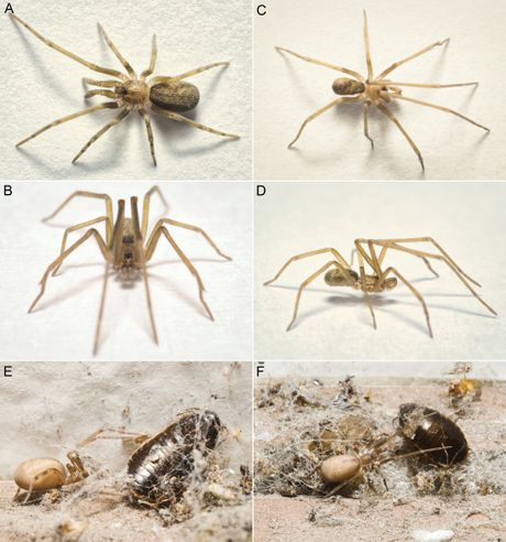 Pauk Pikelinia floydmuraria