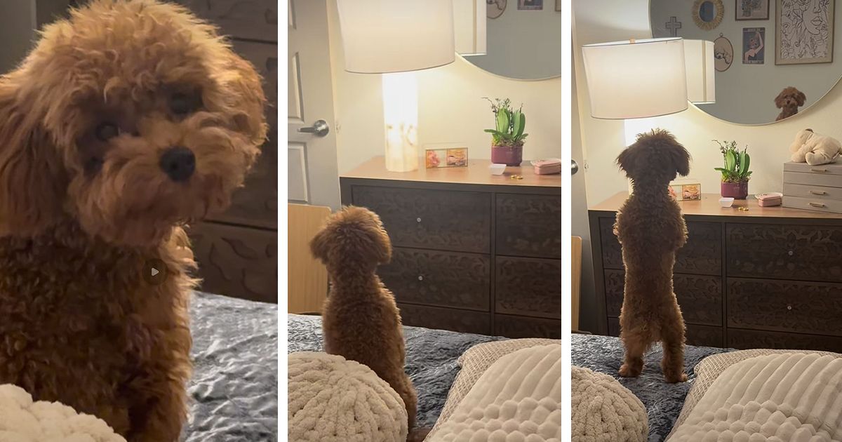 Poodle Convinced an Intruder Entered the House: Her Disoriented Encounter with a Mirror Won Over Millions