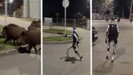 Robot juri krdo svinja u Poljskoj: Snimak izazvao nevericu, čak se i "teturao pijan"