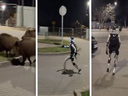 Robot veprovi