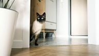 Sijamski mačak spasao porodicu od poplave: Radoznali ljubimac otkrio opasnost u kući kao pravi inspektor