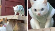 Mačka dobila džemper i pobesnela: Pogledom strelja vlasnike, internet se pita da li je ovo novi Pokemon