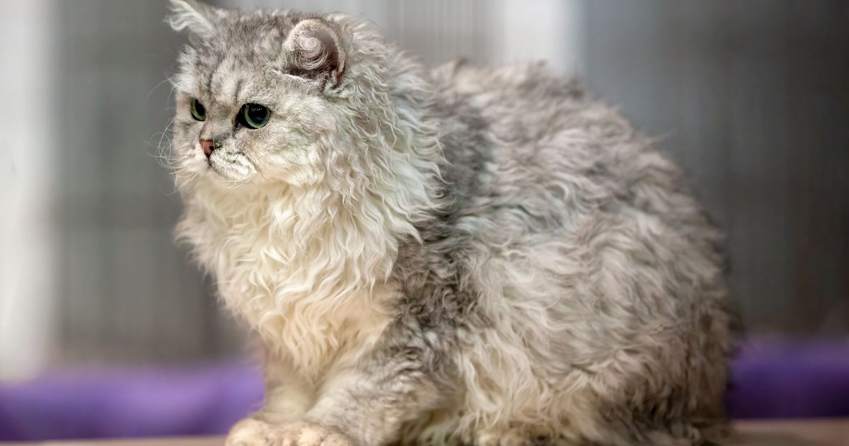 Mirna, mudra ali proždrljiva: Bohemski reks, češka rasa mekanog kovrdžavog krzna i najređa mačka Evrope