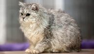 Mirna, mudra ali proždrljiva: Bohemski reks, češka rasa mekanog kovrdžavog krzna i najređa mačka Evrope