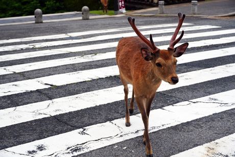 Jelen na pešačkom prelazu