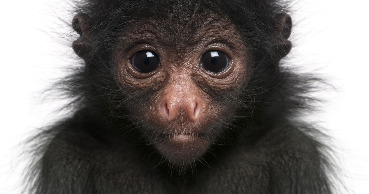 Bebe majmuna pauka nađene u vreći pored pruge: Oni imaju petu ruku, nemaju palac i na korak su od izumiranja