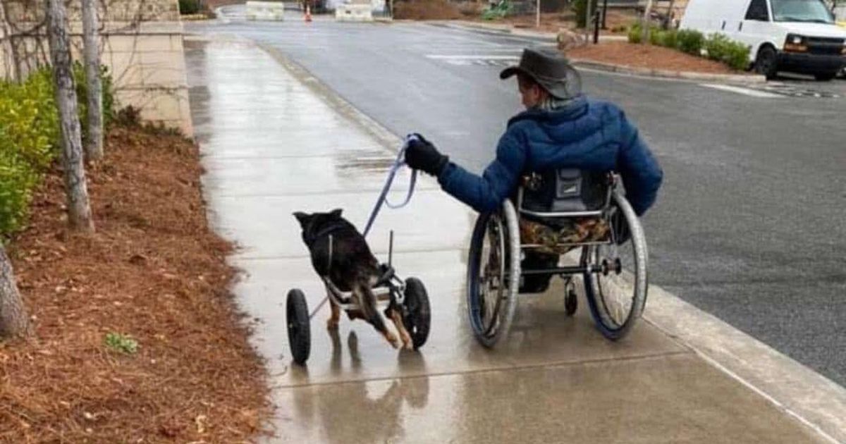 Bandit konačno našao dom: Odbačen pas u kolicima skućio se kod čoveka koji vodi istu životnu borbu