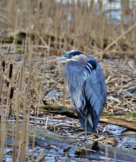 Velika plava čaplja