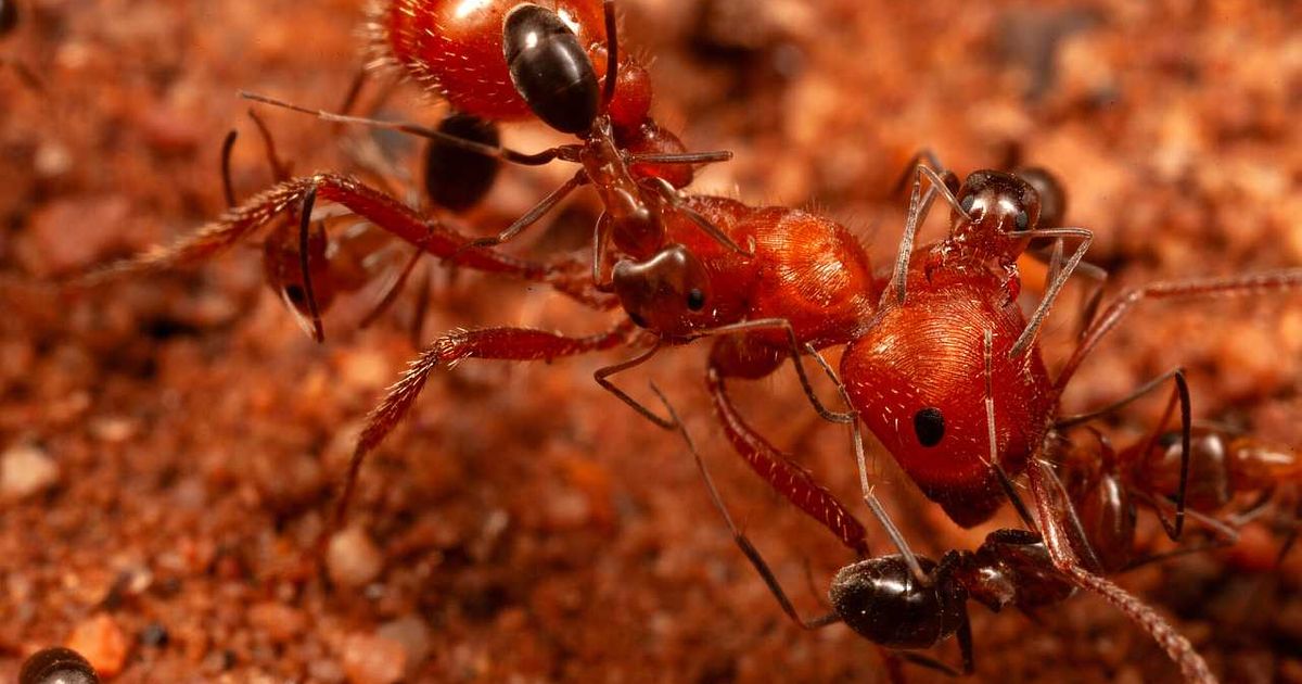 Sićušni mravi postaju higijeničari uvlačeći se u čeljusti većih mrava i čisteći ih