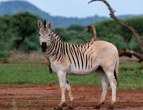 Zebra kvaga