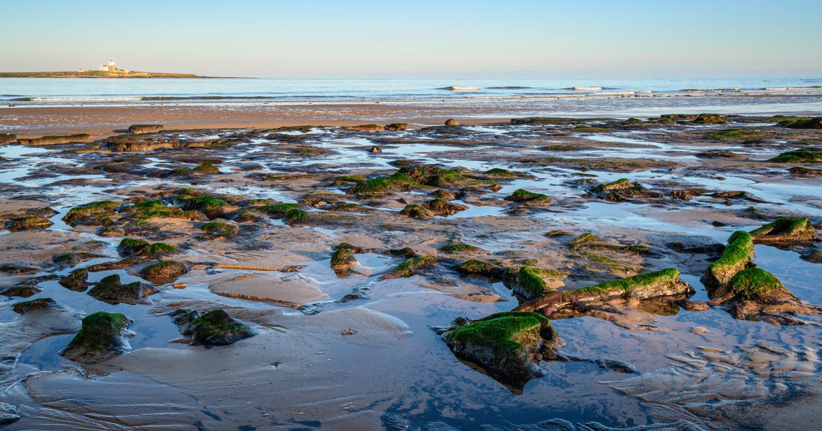 Otkrivene tajne izgubljenog sveta: Na dnu Severnog mora šume rasle hiljadama godina ranije nego što se mislilo