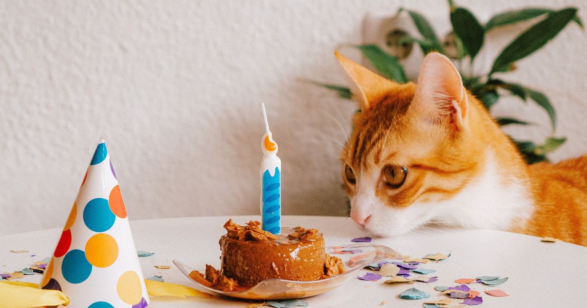 Mačak Orvil proslavio 20. rođendan: Društvene mreže ne prestaju da dele snimak njegove rođendanske torte