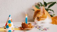 Mačak Orvil proslavio 20. rođendan: Društvene mreže ne prestaju da dele snimak njegove rođendanske torte