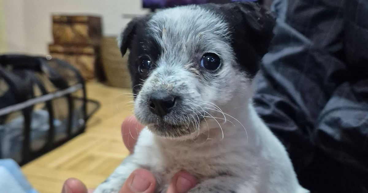 Mali pas iz Niša traži dom: Palčica Pegica pronađena u smećari, čeka svoje mesto u nečijem srcu i domu