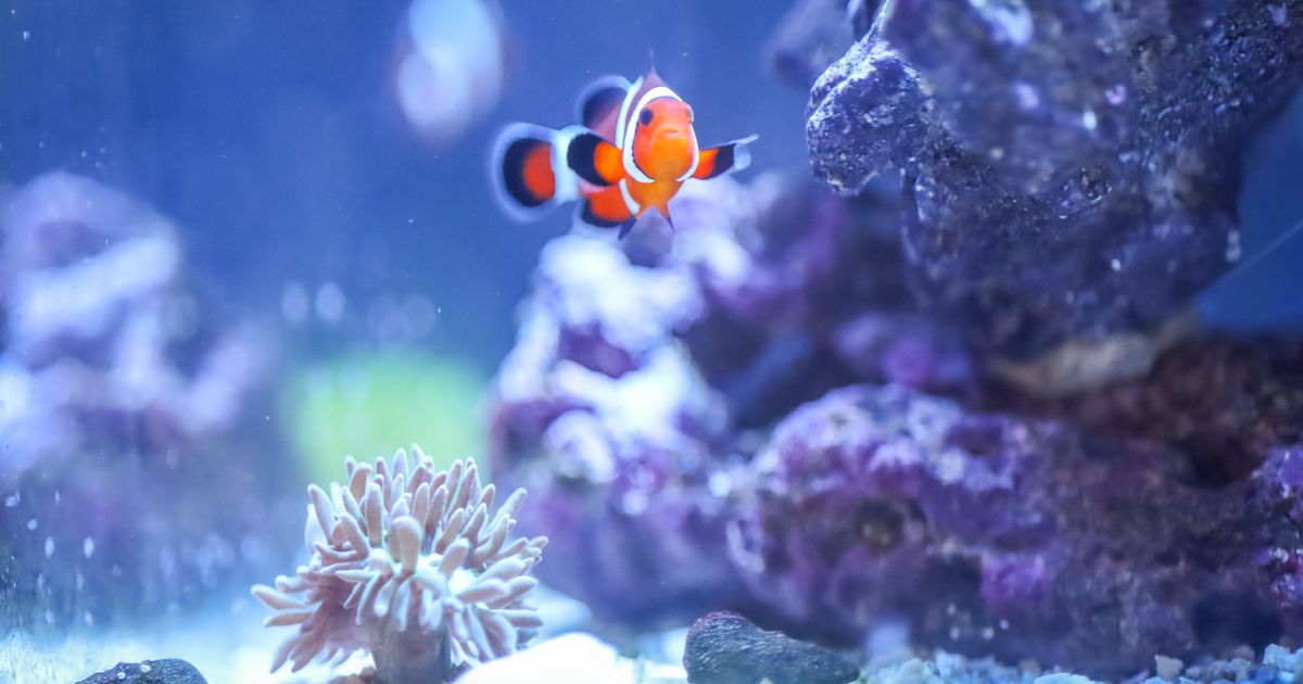 Najpodmukliji problem u akvaristici: Trovanje nitratima, tiha opasnost koja se nimalo ne primećuje u vodi