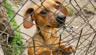 Mali PRTLJAG SA ČETIRI NOGE čeka vlasnika koji ne može da se vrati: Dirljiva priča jazavičarke iz Subotice