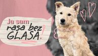 "Rasa bez glasa": Direct Media poziva na podršku napuštenim životinjama