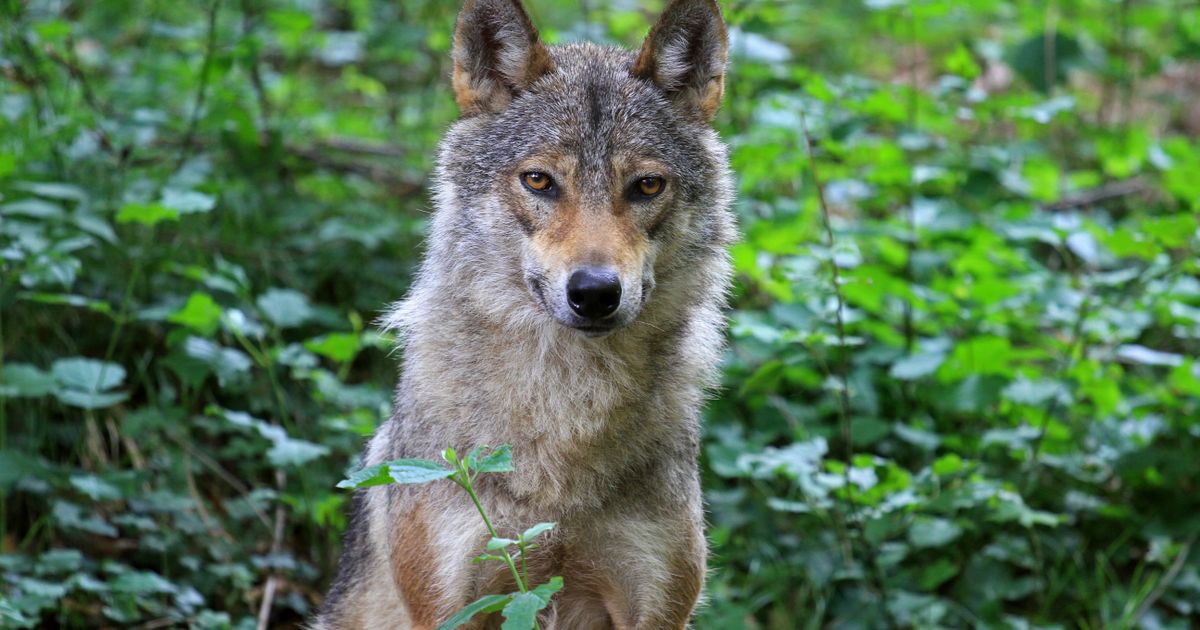 Tragedija u italijanskom nacionalnom parku: Otrov zbrisao CEO ČOPOR VUKOVA, ekološka katastrofa u najavi