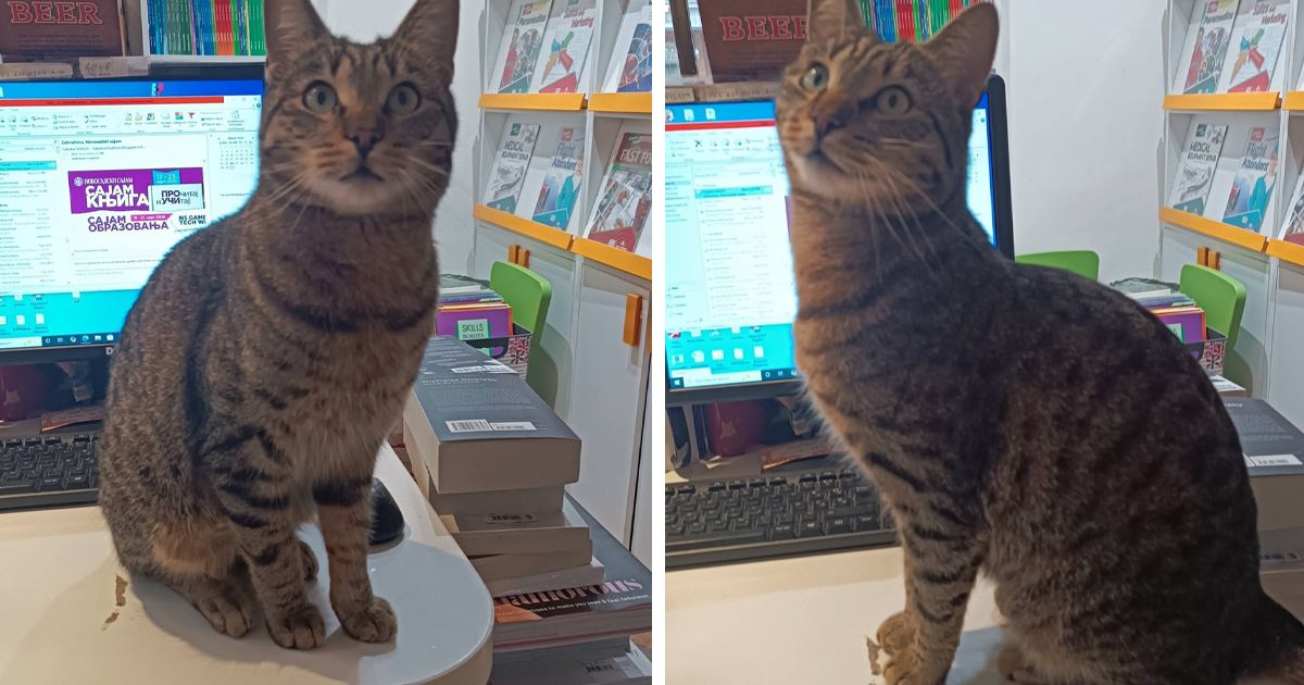 Gde je nestao Boža, mačak koji živi u Oksford centar knjižari: Beograd u potrazi za omiljenim ljubimcem