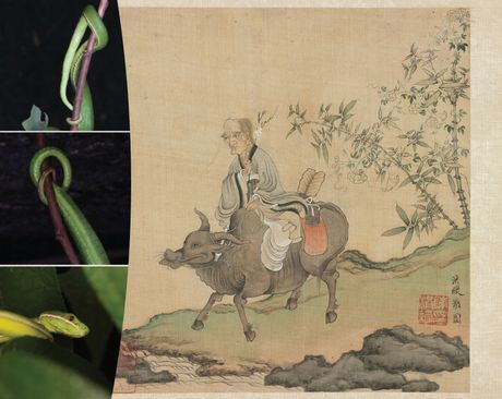 Zmija i Lao Ce na biku