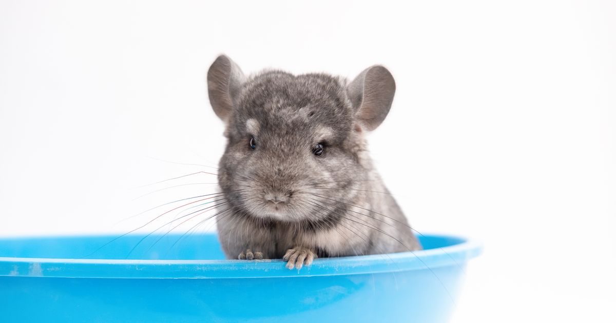 U prirodi vulkanski pepeo, u kavezu fini prah: Kako činčile uspevaju da se okupaju bez ijedne kapi vode