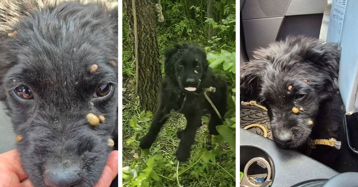 Štene nađeno u šumi, vezano za drvo najdebljim konopcem: Na njoj se 