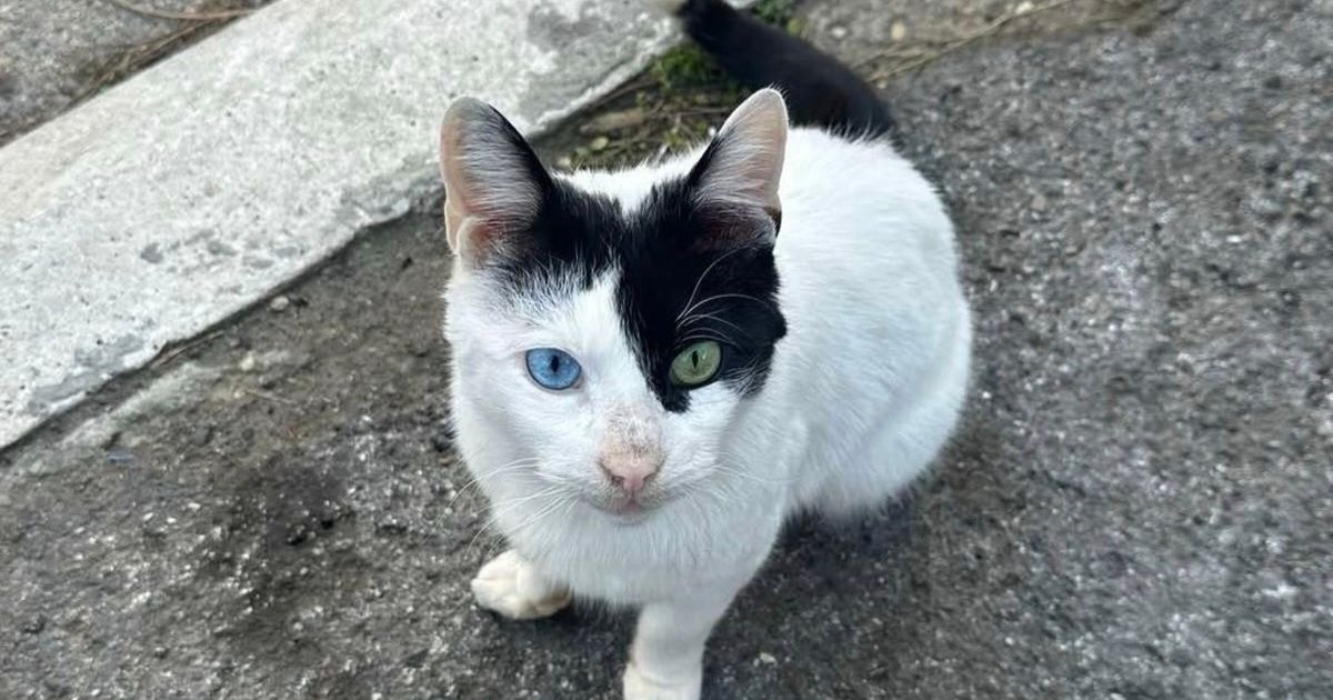 Njegove oči kriju tugu svih lutalica: Mršav i bolestan mačak živi kod kontejnera i broji poslednje dane