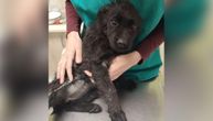 Zvezdica nije životno ugrožena: Štene koje su krpelji "cedili" u šumi dobilo terapiju, ima privremeni smeštaj