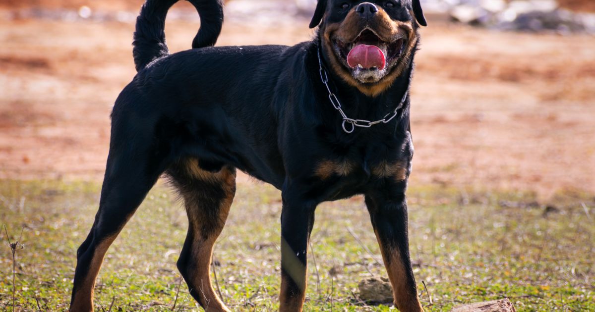 Nekim psima SEKU SE REPOVI uprkos zabrani: Da li je važnija moralna ili estetska odluka o izgledu psa
