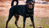Nekim psima SEKU SE REPOVI uprkos zabrani: Da li je važnija moralna ili estetska odluka o izgledu psa