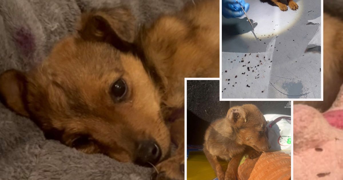 Sa Verinog tela uklonjeno više od 200 krpelja: Volonter slučajno pronašao odbačenu mrvu staru 6 meseci