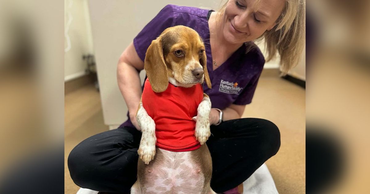 Veterinare iz azila zpanjilo ono što su videli na rendgenu: Biglica Vini okotila štence koji se retko viđaju