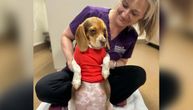 Veterinare iz azila zpanjilo ono što su videli na rendgenu: Biglica Vini okotila štence koji se retko viđaju
