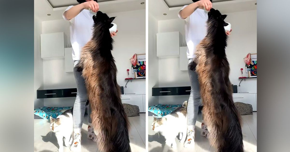 Ne trljajte oči bez potrebe, ovo je pravi džin na šapama: Zevs nije mejn kun, već čovek u mačijem kostimu