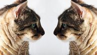 Kad se mačke nađu "oči u oči" i reše da se sprijatelje, one zajedno izvedu ono što nauka zove BRM