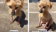 Beograđanka spasila psa sa ulice: On se teško kreće, nema ni pet kila, potrebna pomoć iskusnih staratelja
