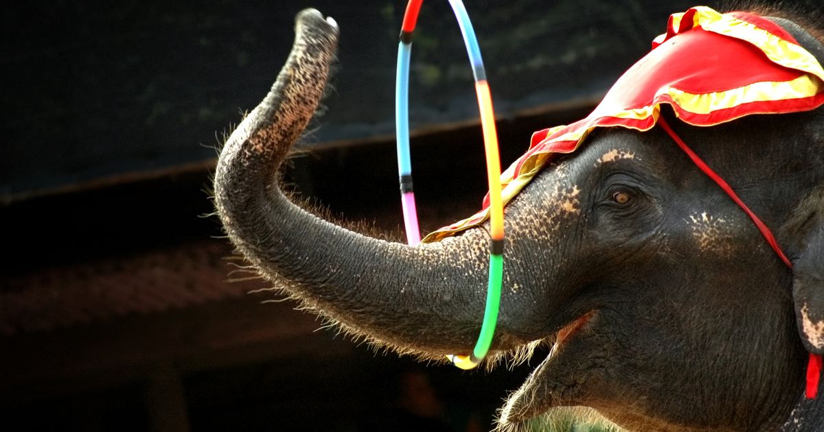 PETA, Viola i 600.000 ljudi presudili eksploataciji: Džordan cirkus uklonio slonove iz svih predstava