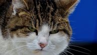 Mačka vas ignoriše posle kupanja ili veterinara: Ne brinite, nije uvređena, izbegava vas iz OVIH RAZLOGA