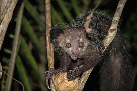 lemur aj-aj